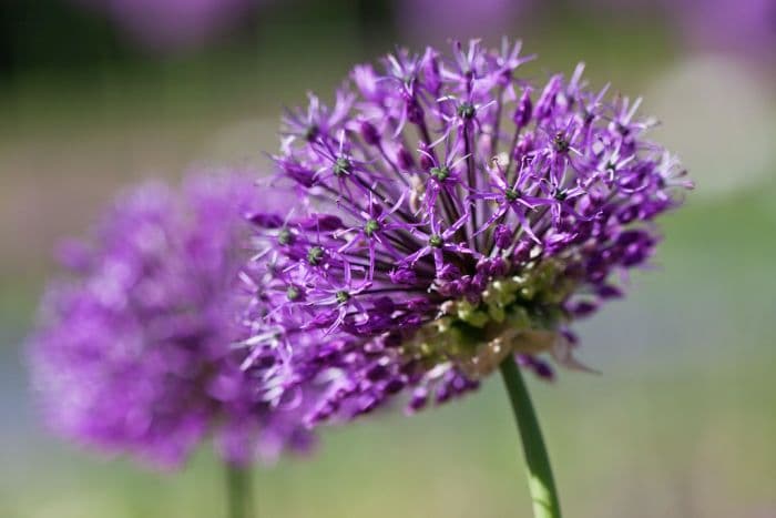 allium 'Michael H. Hoog'