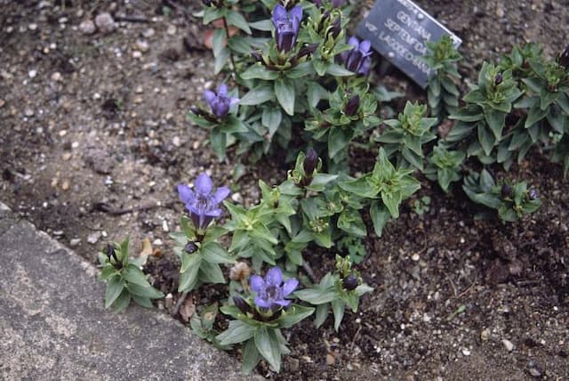 Lagodekhi crested gentian