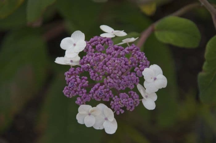 large-leaved scabrous hydrangea