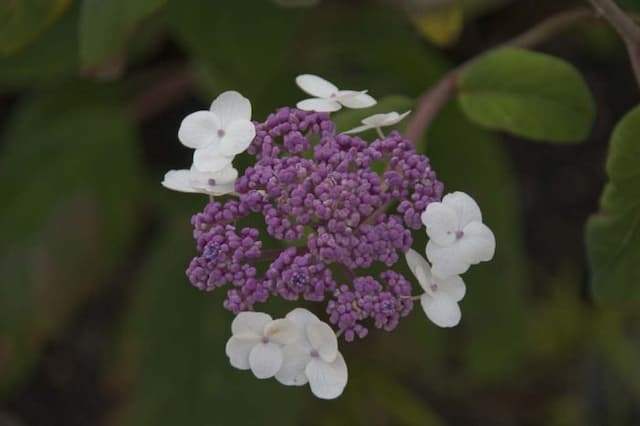 Large-leaved scabrous hydrangea
