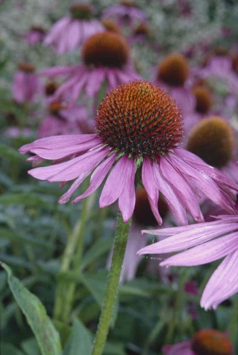 purple coneflower 'Magnus'