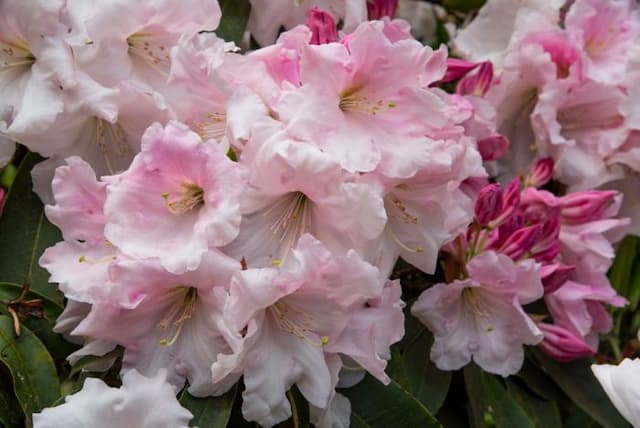 Rhododendron 'Loderi Game Chick'