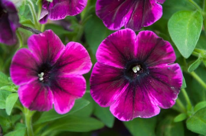 petunia 'Johnny Flame'