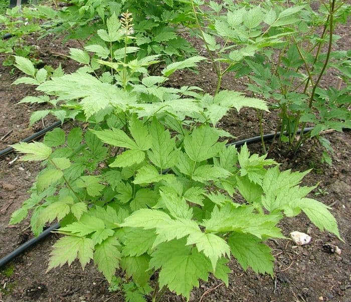 baneberry