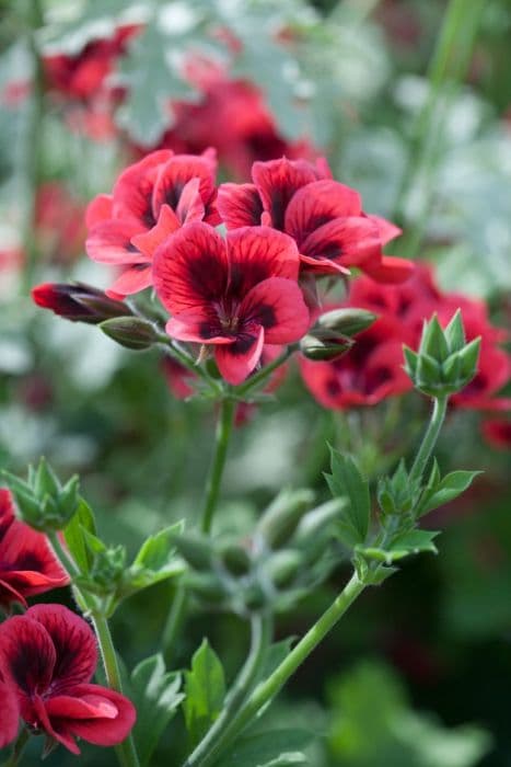 pelargonium 'Crimson Unique'