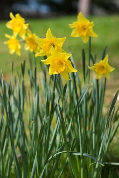 daffodil 'Arctic Gold'