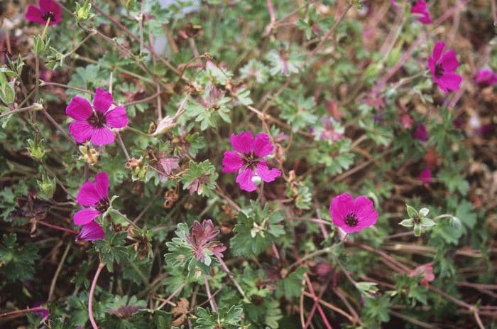 grey cranesbill 'Giuseppii'