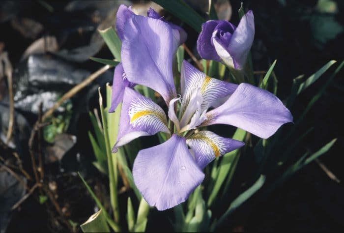 Algerian iris