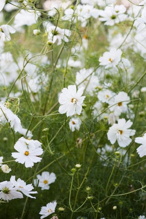 cosmea 'Fizzy White'