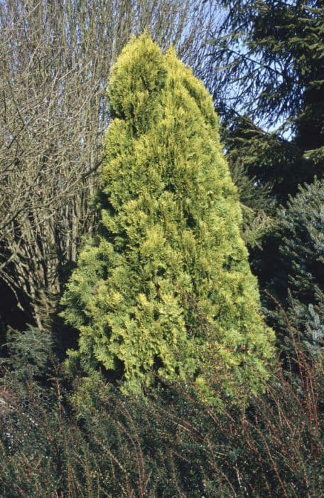 oriental thuja 'Elegantissima'