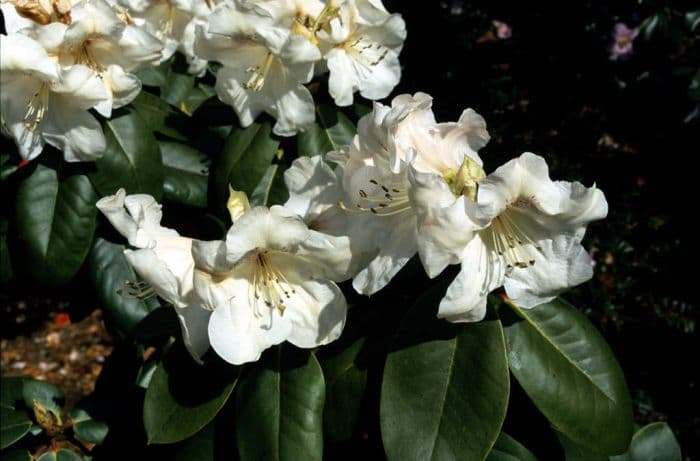 rhododendron 'Tibet'