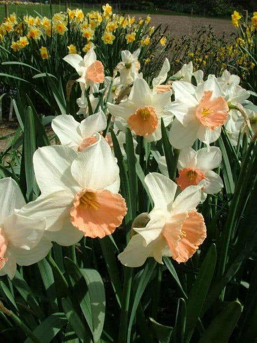 daffodil 'Camilla Duchess of Cornwall'