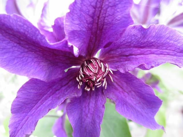 Clematis [Guiding Promise]