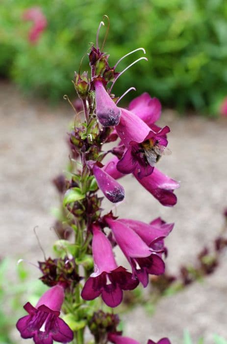 Penstemon 'Pensham Blackberry Ice'