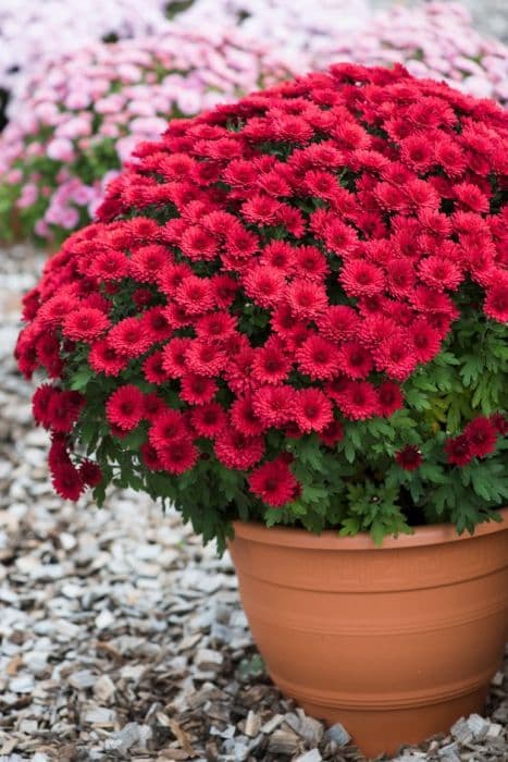 Chrysanthemum 'Okura Red'