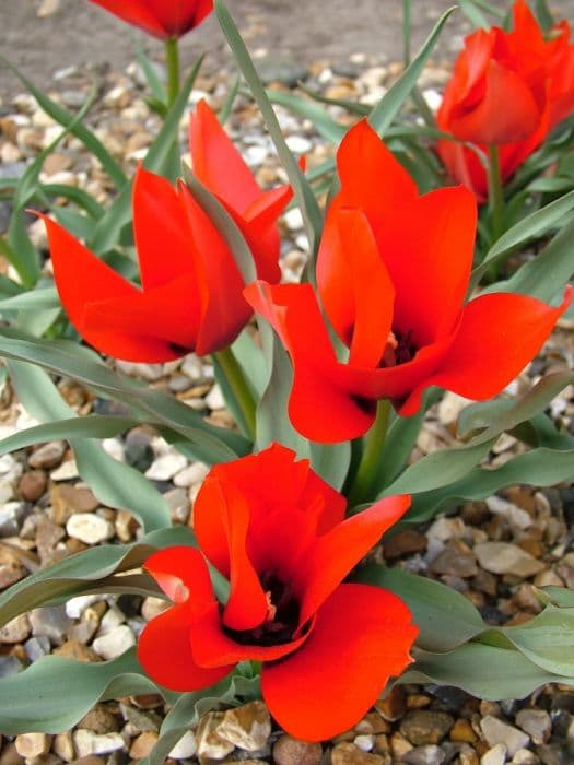 tulip 'Magic Fire'