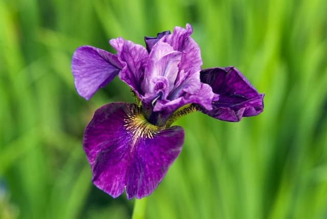 Siberian iris 'Roaring Jelly'