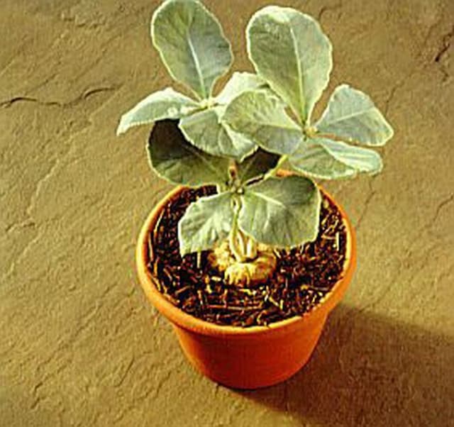 Brazilian edelweiss