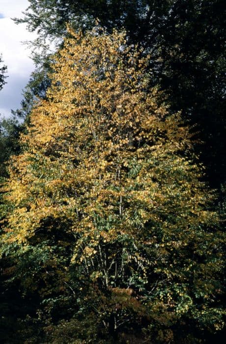 katsura tree