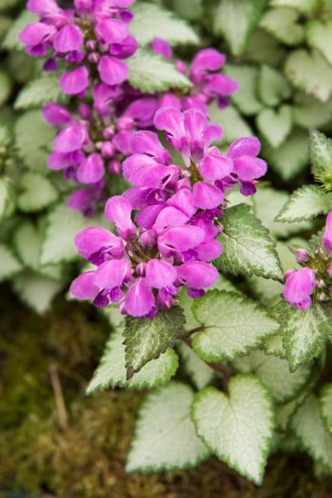 spotted deadnettle 'Beacon Silver'