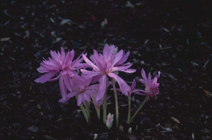 meadow saffron 'Waterlily'