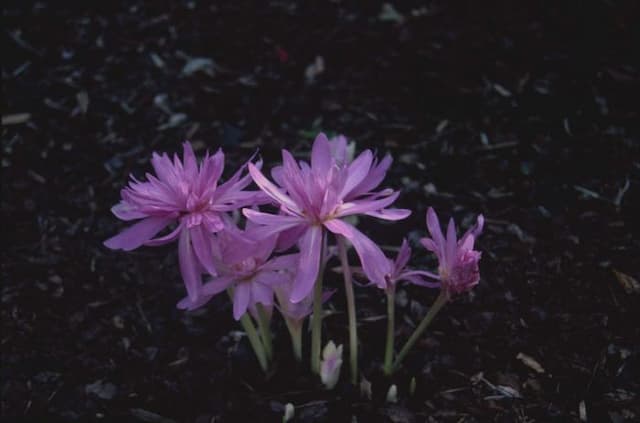 Meadow saffron 'Waterlily'