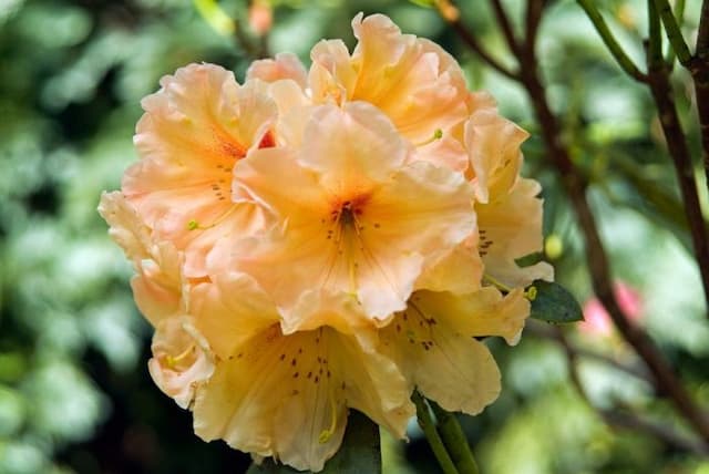 Rhododendron 'Apricot Fantasy'