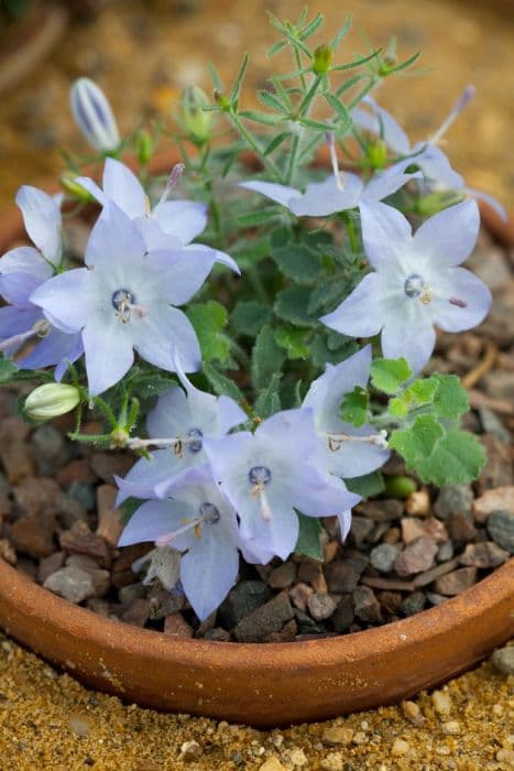 Cavolin brittle harebell