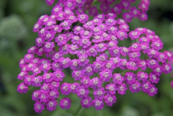 yarrow 'Pink Grapefruit'