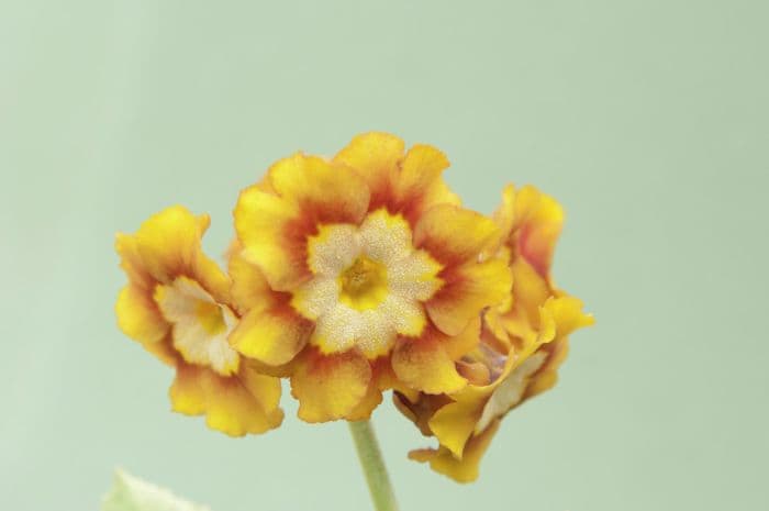 auricula 'Eden Goldfinch'