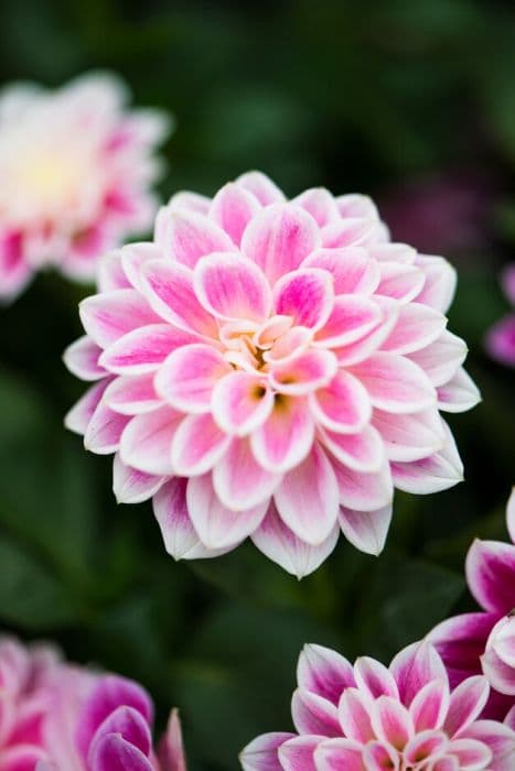 dahlia 'Louise'