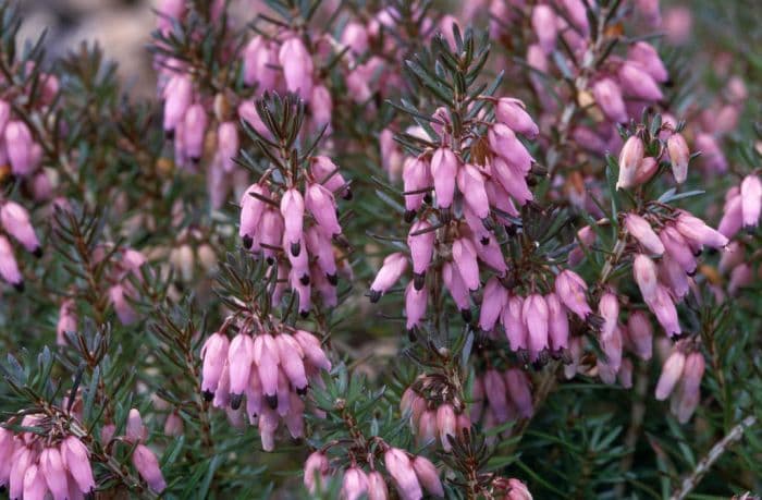 heather 'Vivellii'