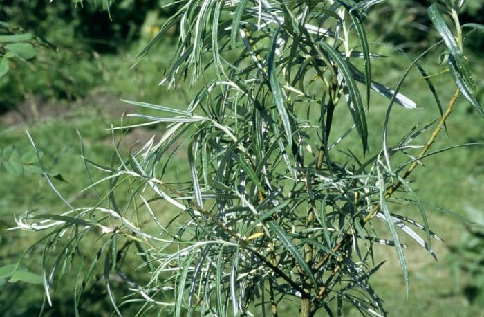 narrow-leaved olive willow