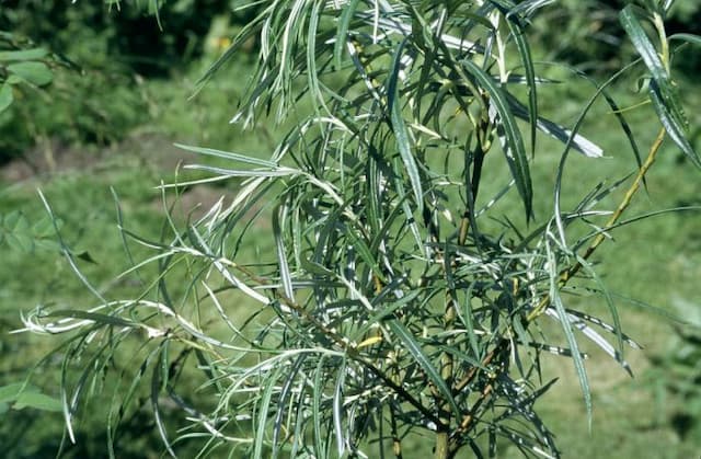 Narrow-leaved olive willow