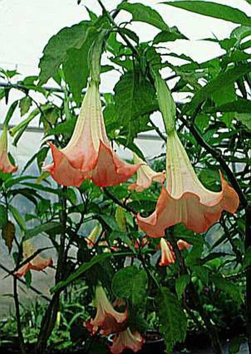 angel's trumpet 'Grand Marnier'