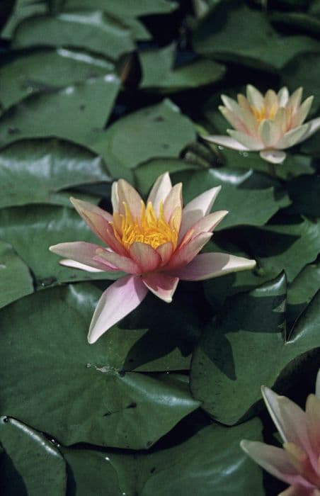 waterlily 'Comanche'