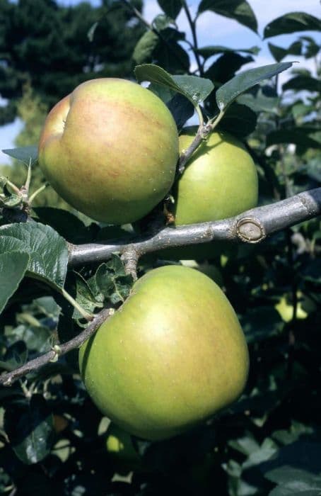 apple 'Blenheim Orange'