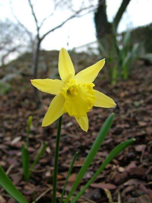 Lesser daffodil