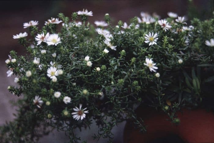 heath aster 'Snow Flurry'