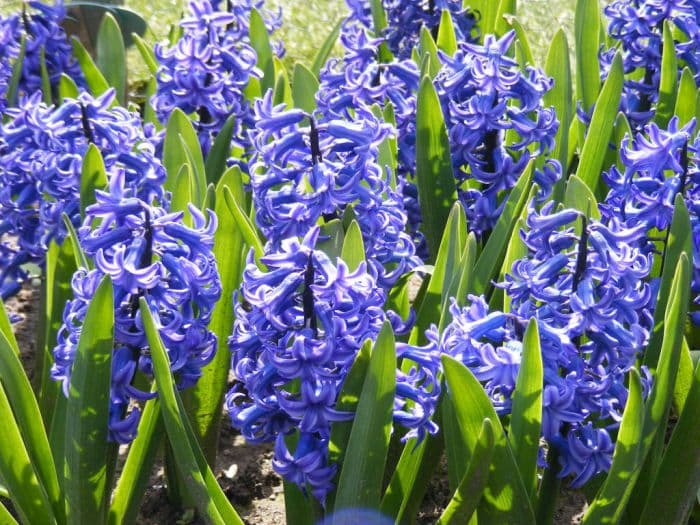 hyacinth 'Ostara'