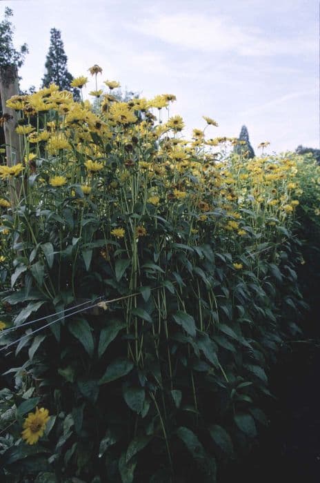 sunflower 'Gullick's Variety'