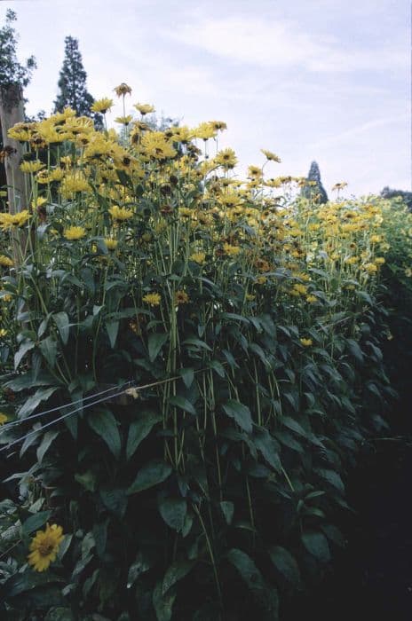 Sunflower 'Gullick's Variety'
