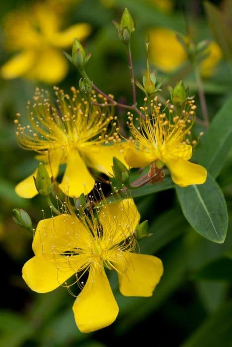 Chinese St John's wort