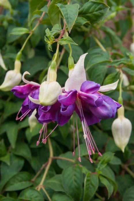 Fuchsia 'Deep Purple'