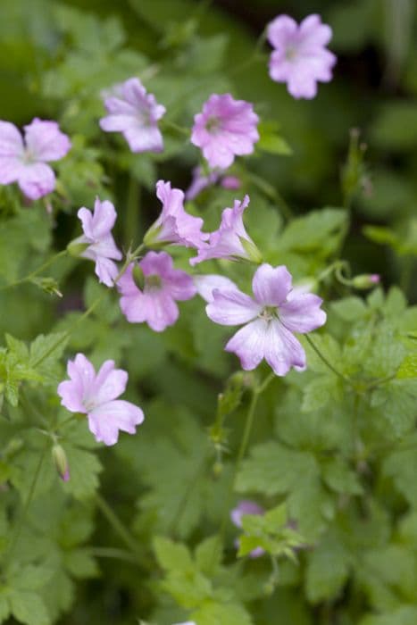 Oxford cranesbill