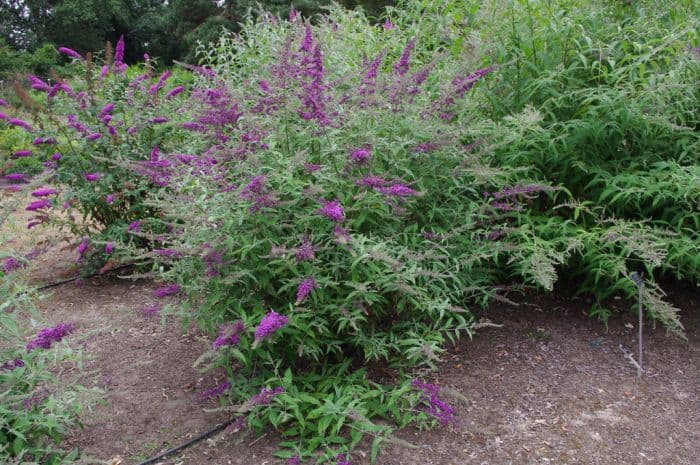 butterfly bush [Camberwell Beauty]