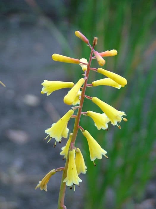 few-flowered red-hot poker