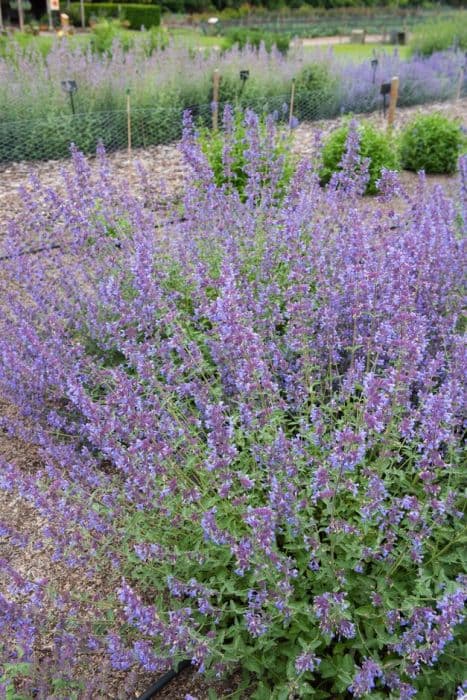 catmint RCBAM3