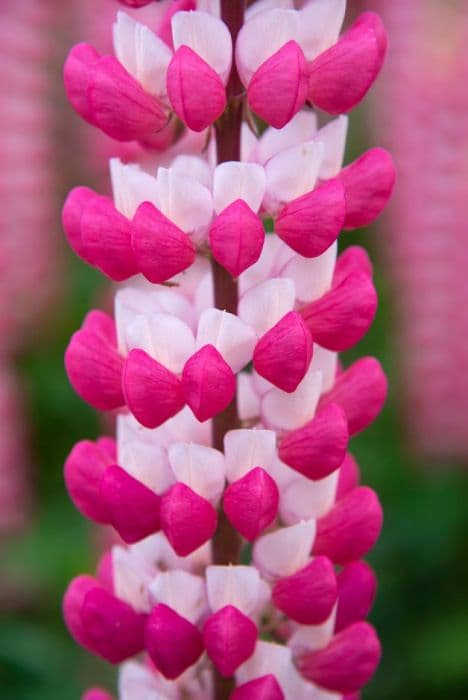 lupin 'Rachel de Thame'