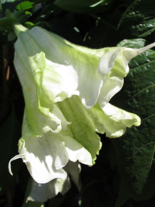 snowy angel's trumpet